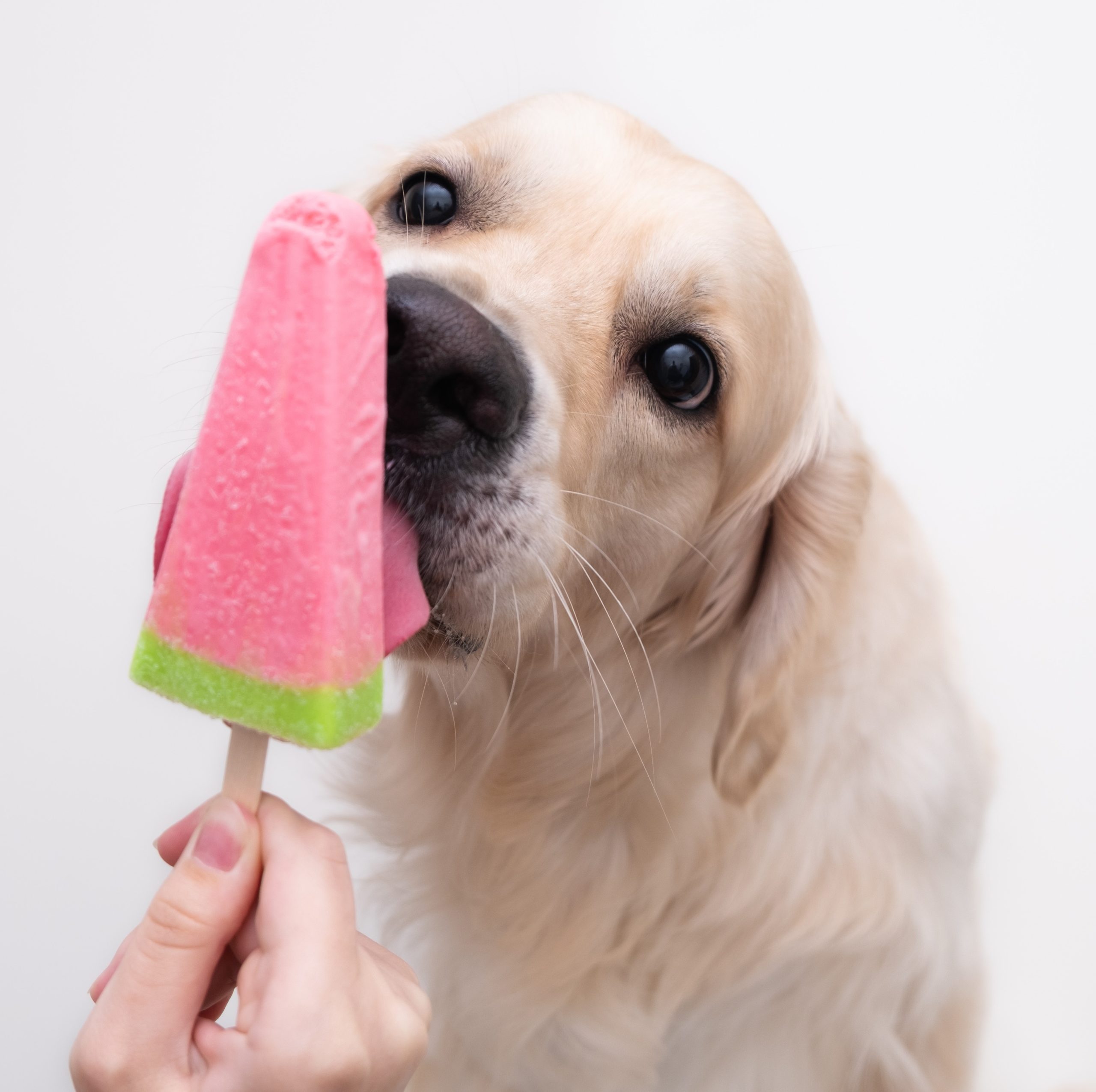 A Golden with a popsicle.