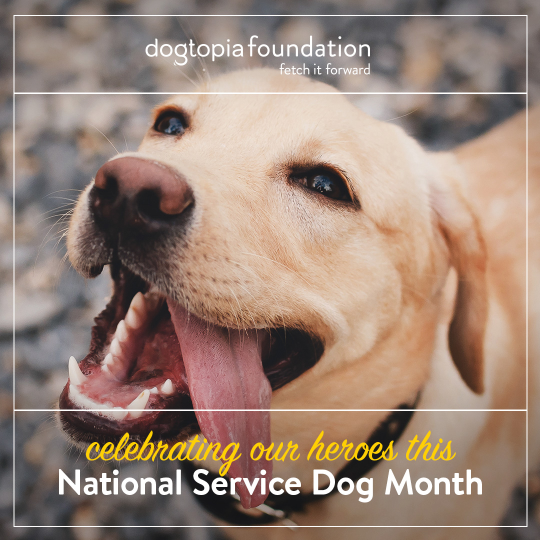 National Service Dog Month! Brampton