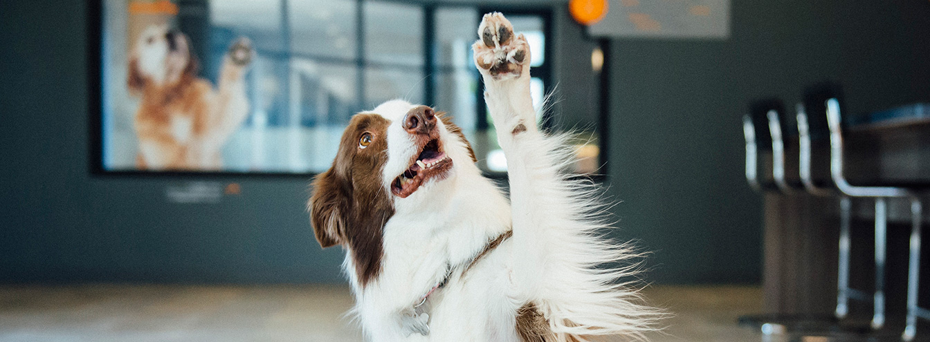 Dog Training - Downtown Calgary