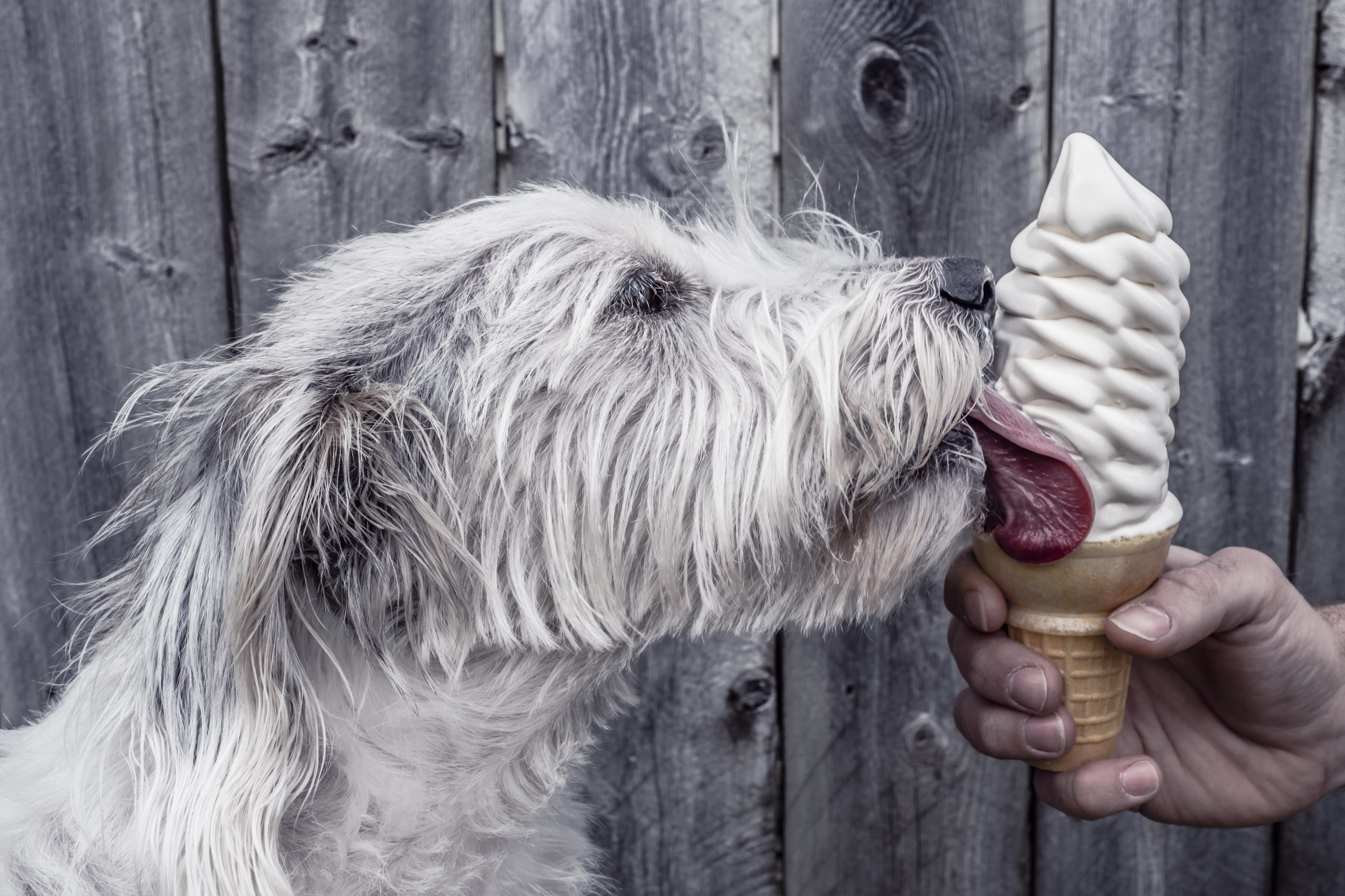 National Soft Serve Ice Cream Day! Grand Rapids