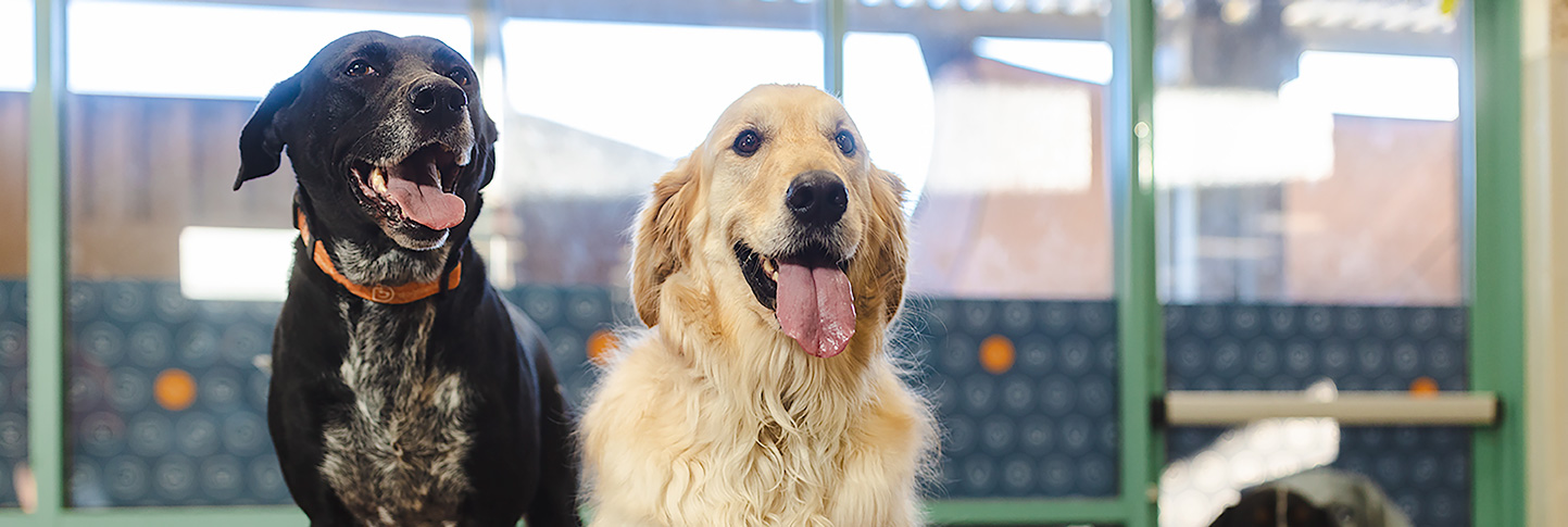 Dog Daycare Dogtopia Broad Ripple