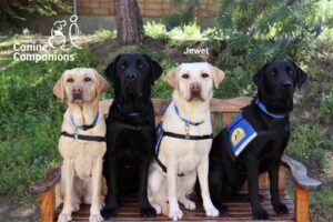 canine companions service dog college Jewel