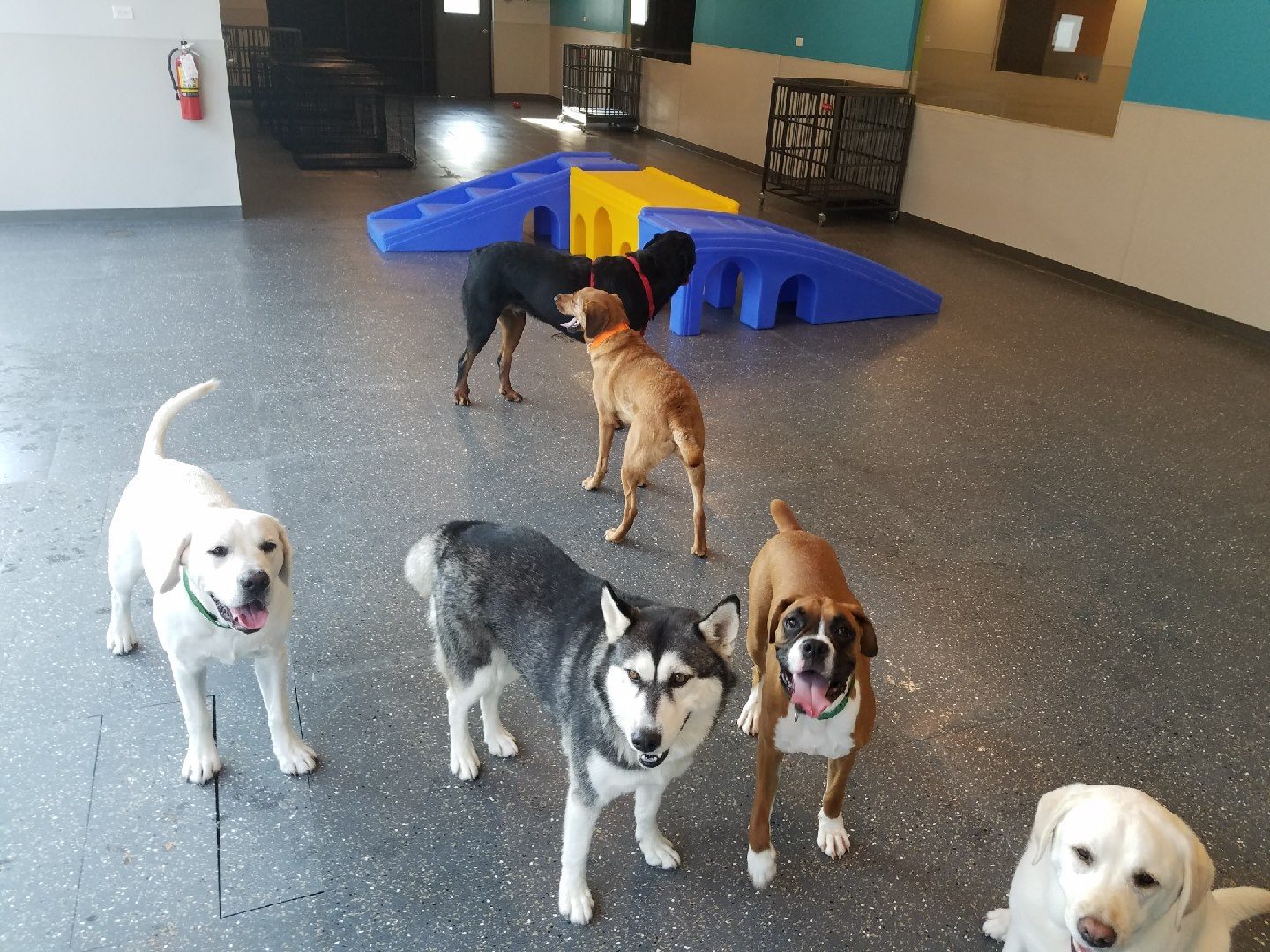 Dog Daycare, Spa, Boarding  Dogtopia Louisville-Hurstbourne