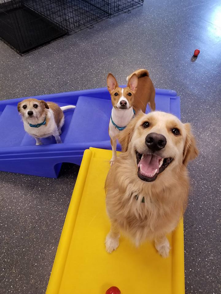 Excited Dogs