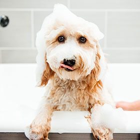 Dog Daycare, Spa, Boarding  Dogtopia Louisville-Hurstbourne