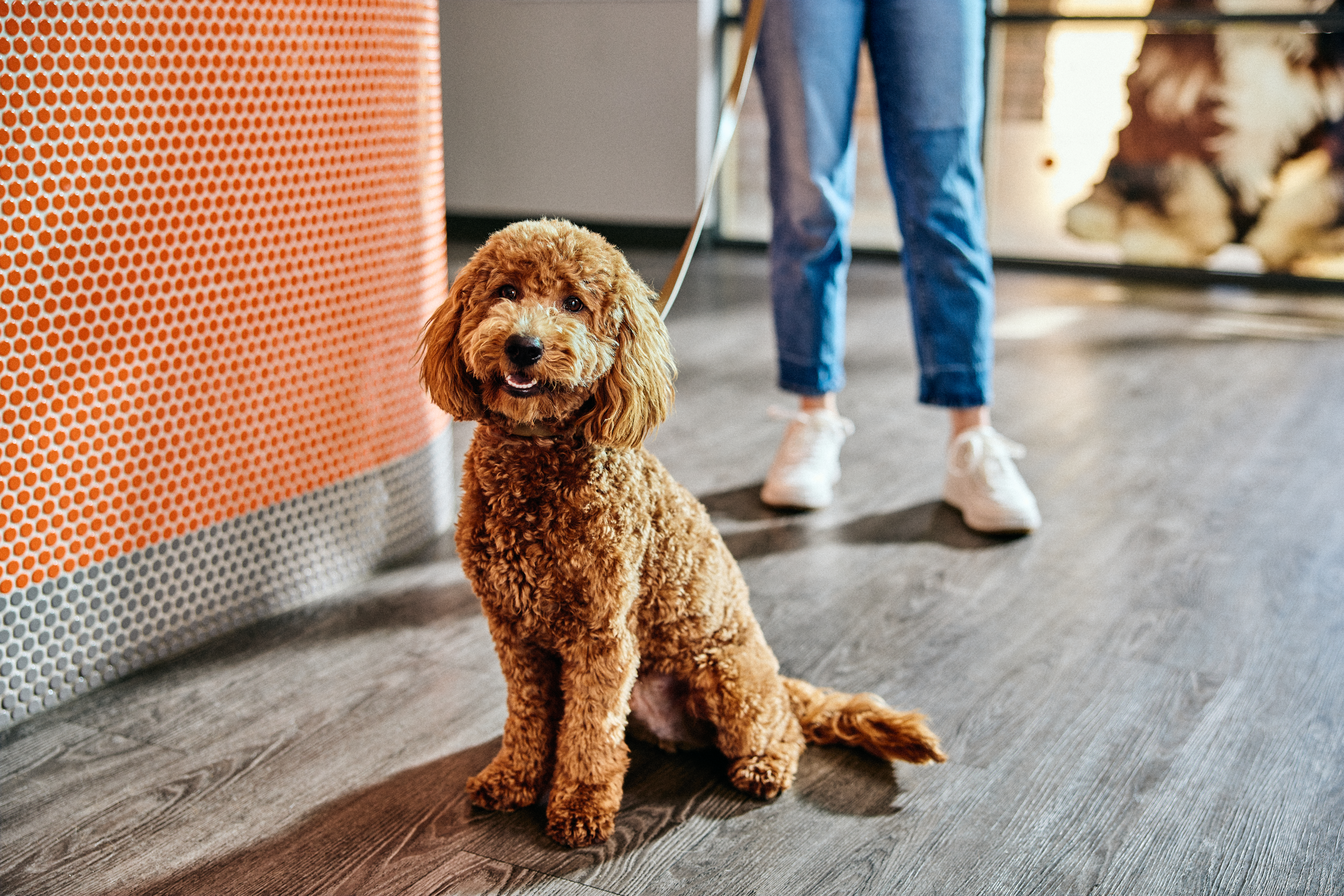 safe dog daycare dog