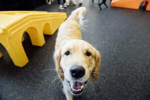 New puppy in dog daycare in Summerville, SC