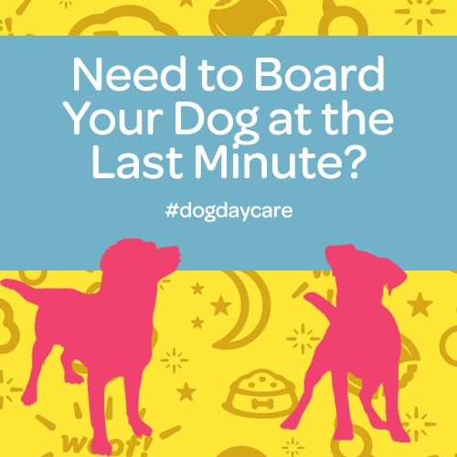 board your dog